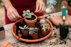 Restore Your Saguaro Cactus: Hire a Pro for Top-Notch Repair